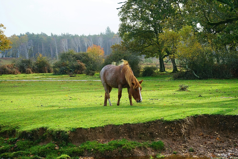 New Forest